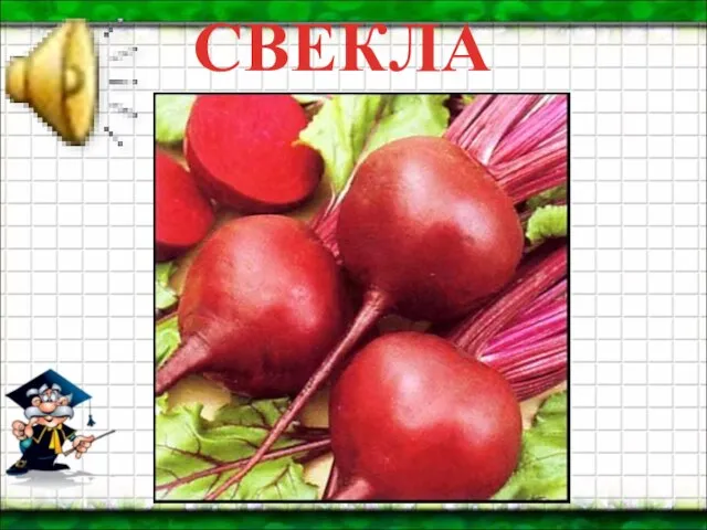 СВЕКЛА