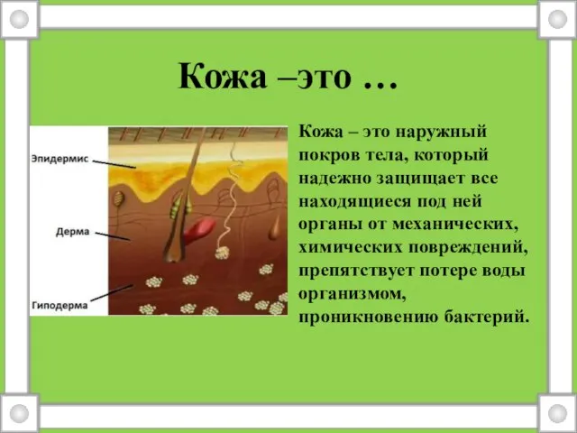 Кожа –это … Кожа – это наружный покров тела, который надежно защищает