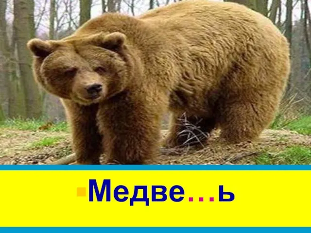 Медве…ь