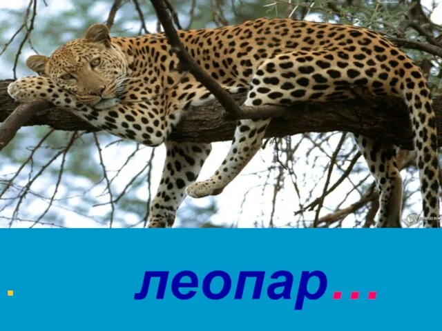 леопар…