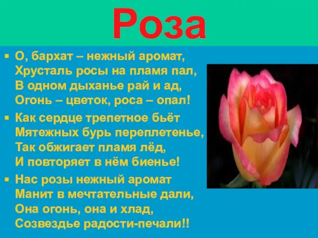 Роза О, бархат – нежный аромат, Хрусталь росы на пламя пал, В