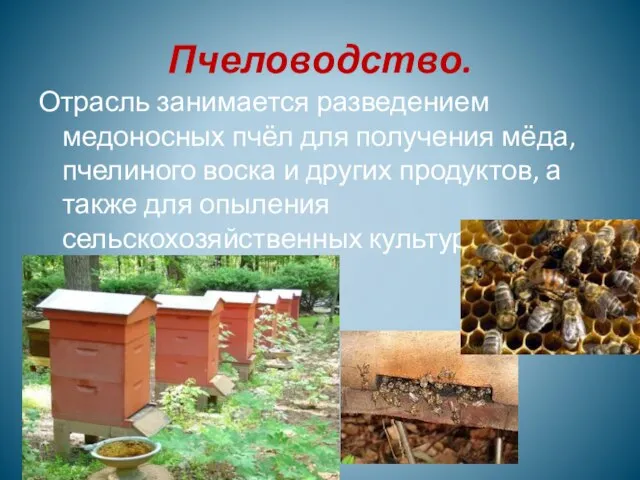 Пчеловодство. Отрасль занимается разведением медоносных пчёл для получения мёда, пчелиного воска и
