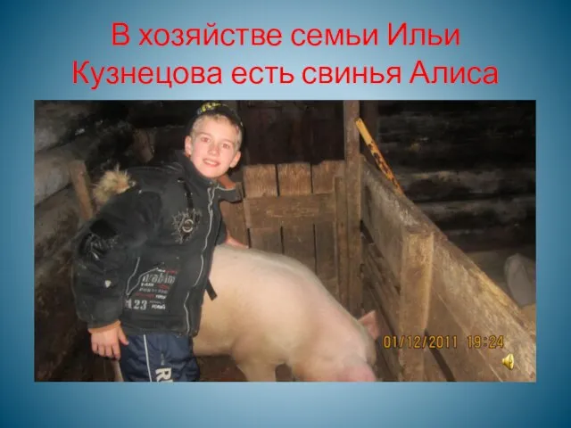 В хозяйстве семьи Ильи Кузнецова есть свинья Алиса