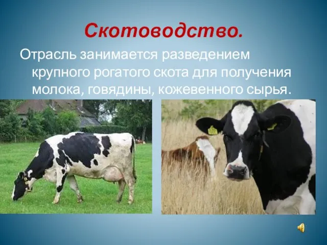 Скотоводство. Отрасль занимается разведением крупного рогатого скота для получения молока, говядины, кожевенного сырья.