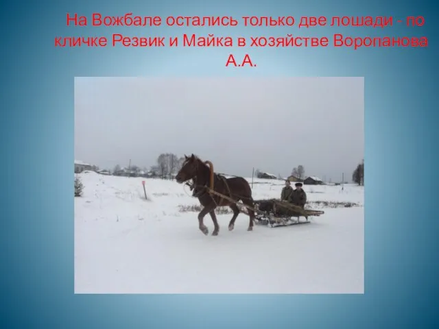 На Вожбале остались только две лошади - по кличке Резвик и Майка в хозяйстве Воропанова А.А.