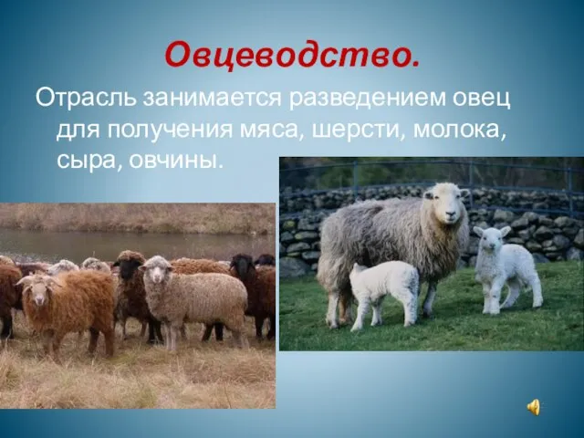 Овцеводство. Отрасль занимается разведением овец для получения мяса, шерсти, молока, сыра, овчины.