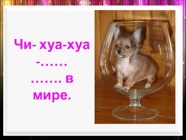 Чи- хуа-хуа -…… ……. в мире.