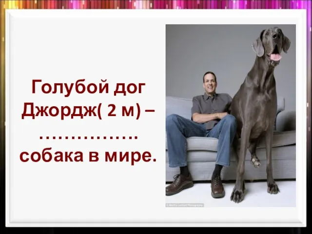 Голубой дог Джордж( 2 м) – …………….собака в мире.