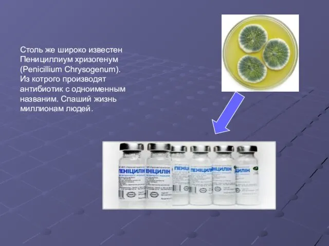 Столь же широко известен Пенициллиум хризогенум (Penicillium Chrysogenum). Из котрого производят антибиотик