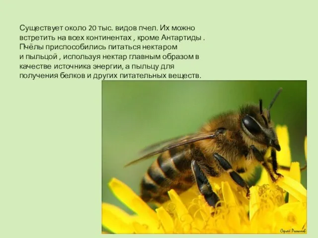Существует около 20 тыс. видов пчел. Их можно встретить на всех континентах