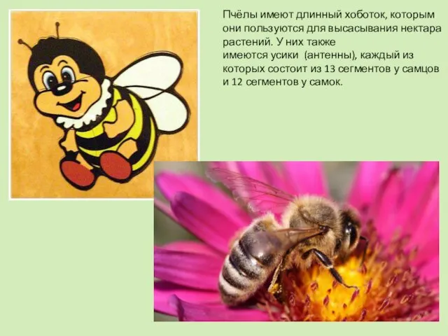 Пчёлы имеют длинный хоботок, которым они пользуются для высасывания нектара растений. У