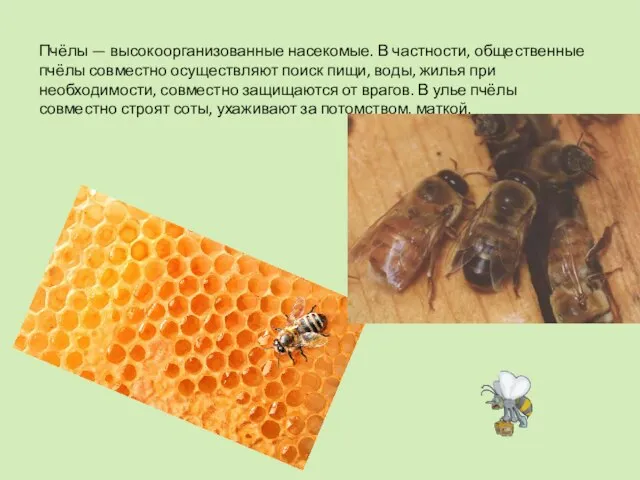 Пчёлы — высокоорганизованные насекомые. В частности, общественные пчёлы совместно осуществляют поиск пищи,