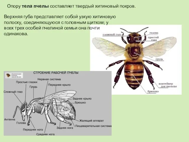 Опору тела пчелы составляет твердый хитиновый покров. Верхняя губа представляет собой узкую
