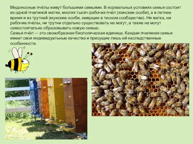 Медоносные пчёлы живут большими семьями. В нормальных условиях семья состоит из одной