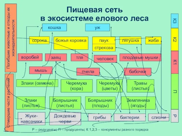 Пищевая сеть в экосистеме елового леса кошка уж Злаки (семена) Черемуха (кора)