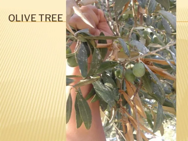 Olive tree