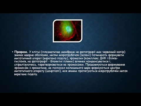 Профаза. У клітці (плазматична мембрана на фотографії має червоний колір) зникає ядерна