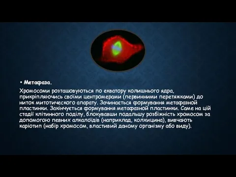 Метафаза. Хромосоми розташовуються по екватору колишнього ядра, прикріпляючись своїми центромерами (первинними перетяжками)