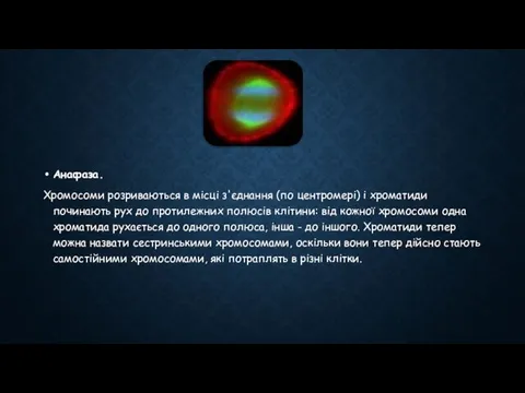 Анафаза. Хромосоми розриваються в місці з'єднання (по центромері) і хроматиди починають рух