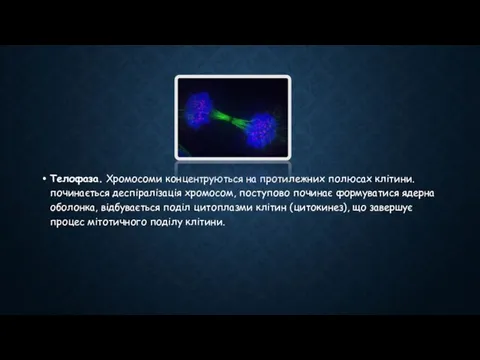 Телофаза. Хромосоми концентруються на протилежних полюсах клітини. починається деспіралізація хромосом, поступово починає