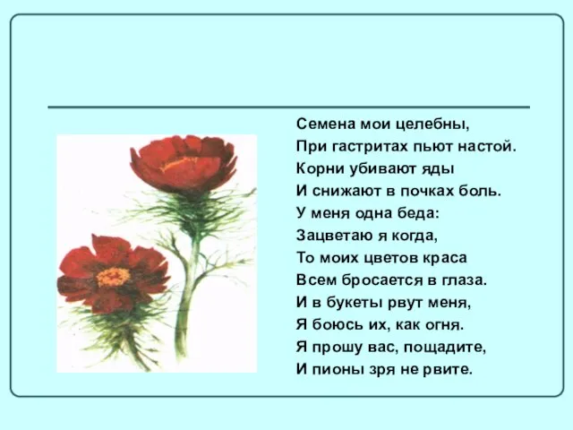 Семена мои целебны, При гастритах пьют настой. Корни убивают яды И снижают