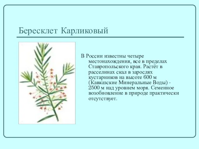 Бересклет Карликовый В России известны четыре местонахождения, все в пределах Ставропольского края.