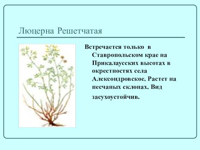Люцерна Решетчатая Встречается только в Ставропольском крае на Прикалаусских высотах в окрестностях