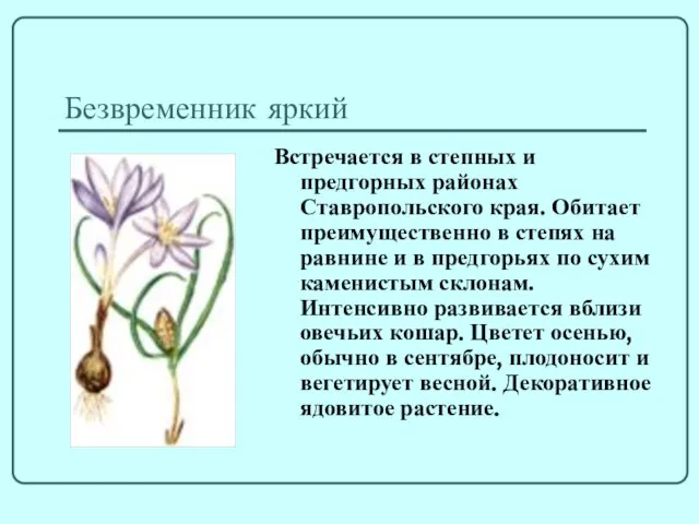 Безвременник яркий Встречается в степных и предгорных районах Ставропольского края. Обитает преимущественно