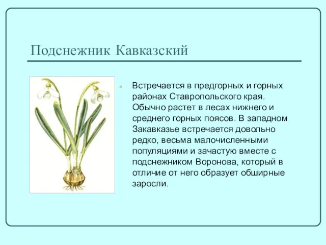 Подснежник Кавказский Встречается в предгорных и горных районах Ставропольского края. Обычно растет