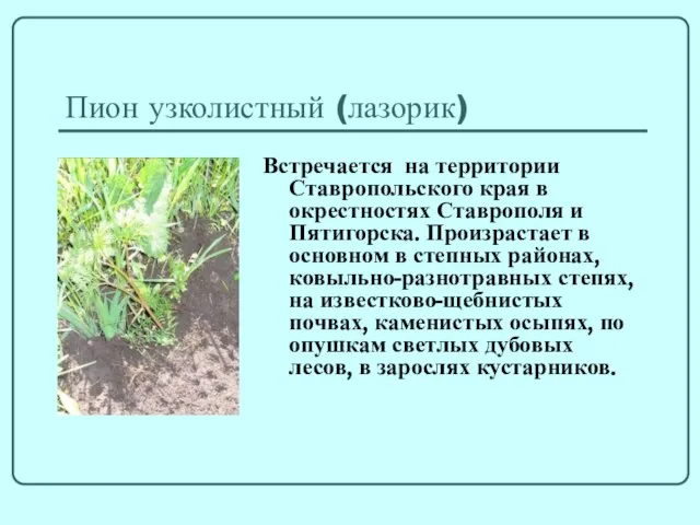 Пион узколистный (лазорик) Встречается на территории Ставропольского края в окрестностях Ставрополя и