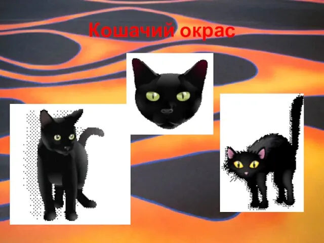 Кошачий окрас