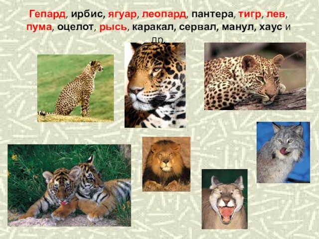 Гепард, ирбис, ягуар, леопард, пантера, тигр, лев, пума, оцелот, рысь, каракал, сервал, манул, хаус и др.