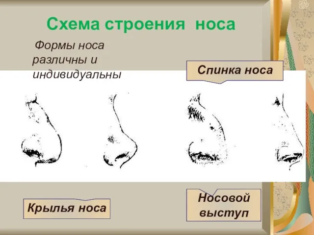 Схема строения носа Крылья носа Носовой выступ Спинка носа Формы носа различны и индивидуальны
