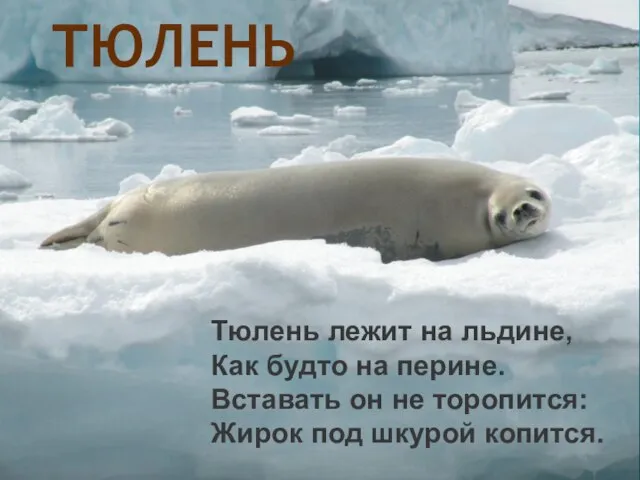 Тюлень лежит на льдине, Как будто на перине. Вставать он не торопится: