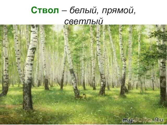 Ствол – белый, прямой, светлый