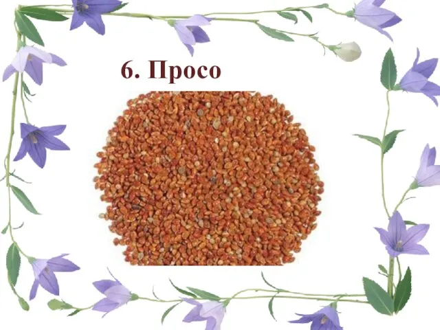 6. Просо