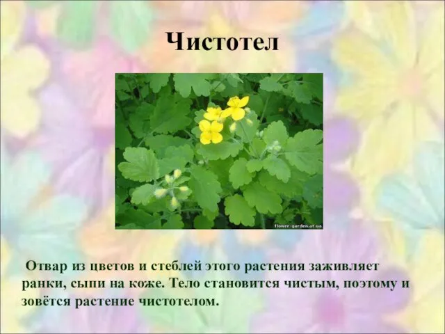 Чистотел Отвар из цветов и стеблей этого растения заживляет ранки, сыпи на