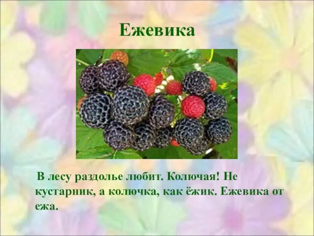 Ежевика В лесу раздолье любит. Колючая! Не кустарник, а колючка, как ёжик. Ежевика от ежа.