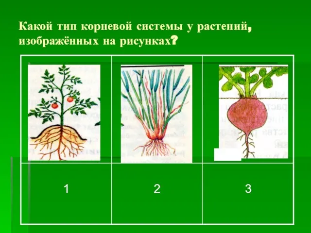 Какой тип корневой системы у растений, изображённых на рисунках?