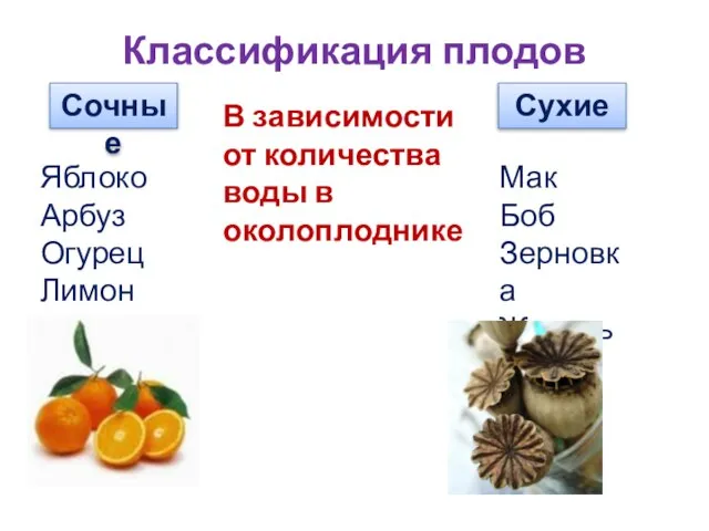 Классификация плодов Сочные Сухие В зависимости от количества воды в околоплоднике Яблоко