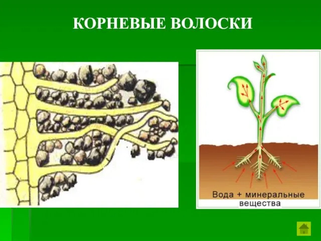 КОРНЕВЫЕ ВОЛОСКИ