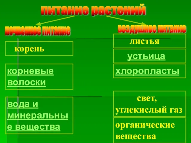 питание растений почвенное питание воздушное питание корень корневые волоски вода и минеральные