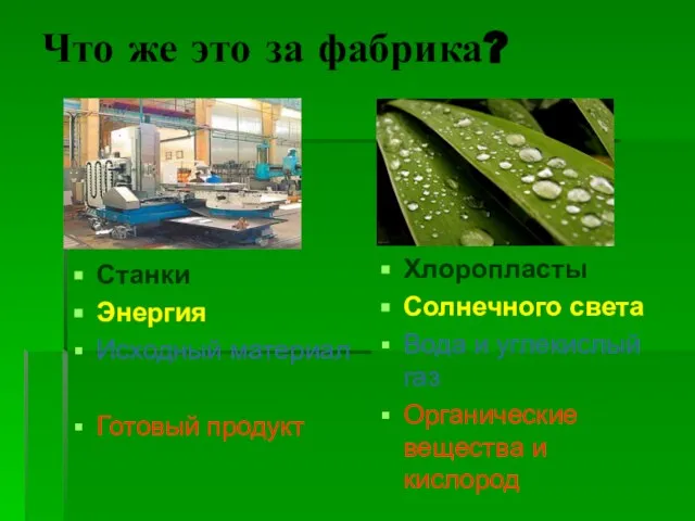 Что же это за фабрика? Станки Энергия Исходный материал Готовый продукт Хлоропласты