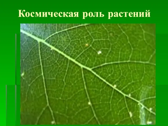 Космическая роль растений