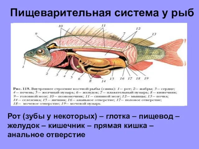 Пищеварительная система у рыб Рот (зубы у некоторых) – глотка – пищевод