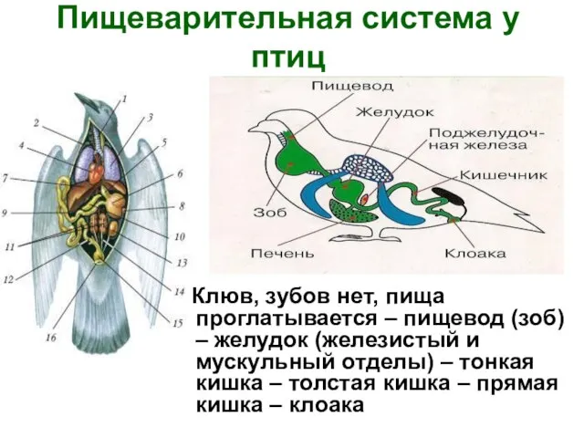 Пищеварительная система у птиц Клюв, зубов нет, пища проглатывается – пищевод (зоб)