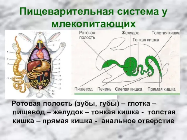 Пищеварительная система у млекопитающих Ротовая полость (зубы, губы) – глотка – пищевод