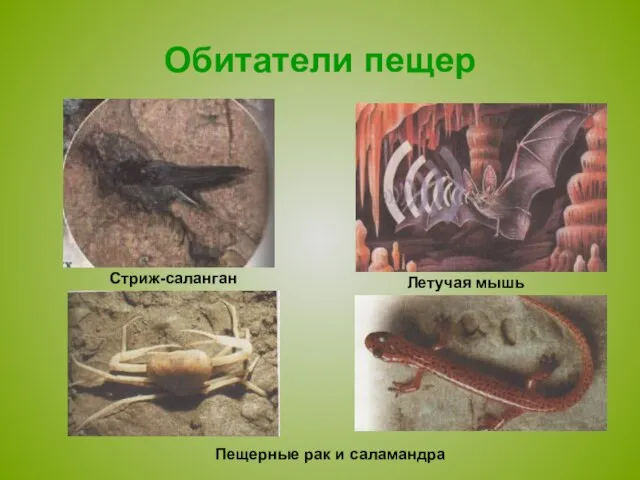 Обитатели пещер Стриж-саланган Летучая мышь Пещерные рак и саламандра