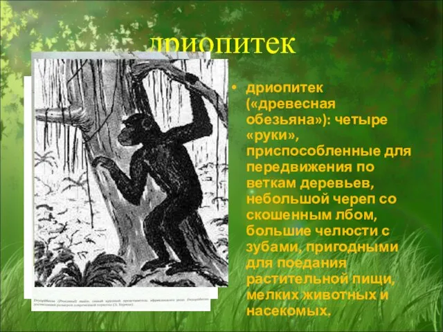 дриопитек дриопитек («древесная обезьяна»): четыре «руки», приспособленные для передвижения по веткам деревьев,