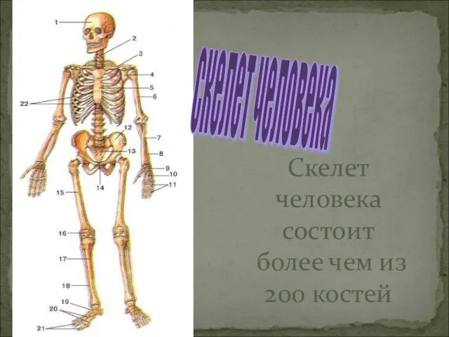 скелет человека Скелет человека состоит более чем из 200 костей